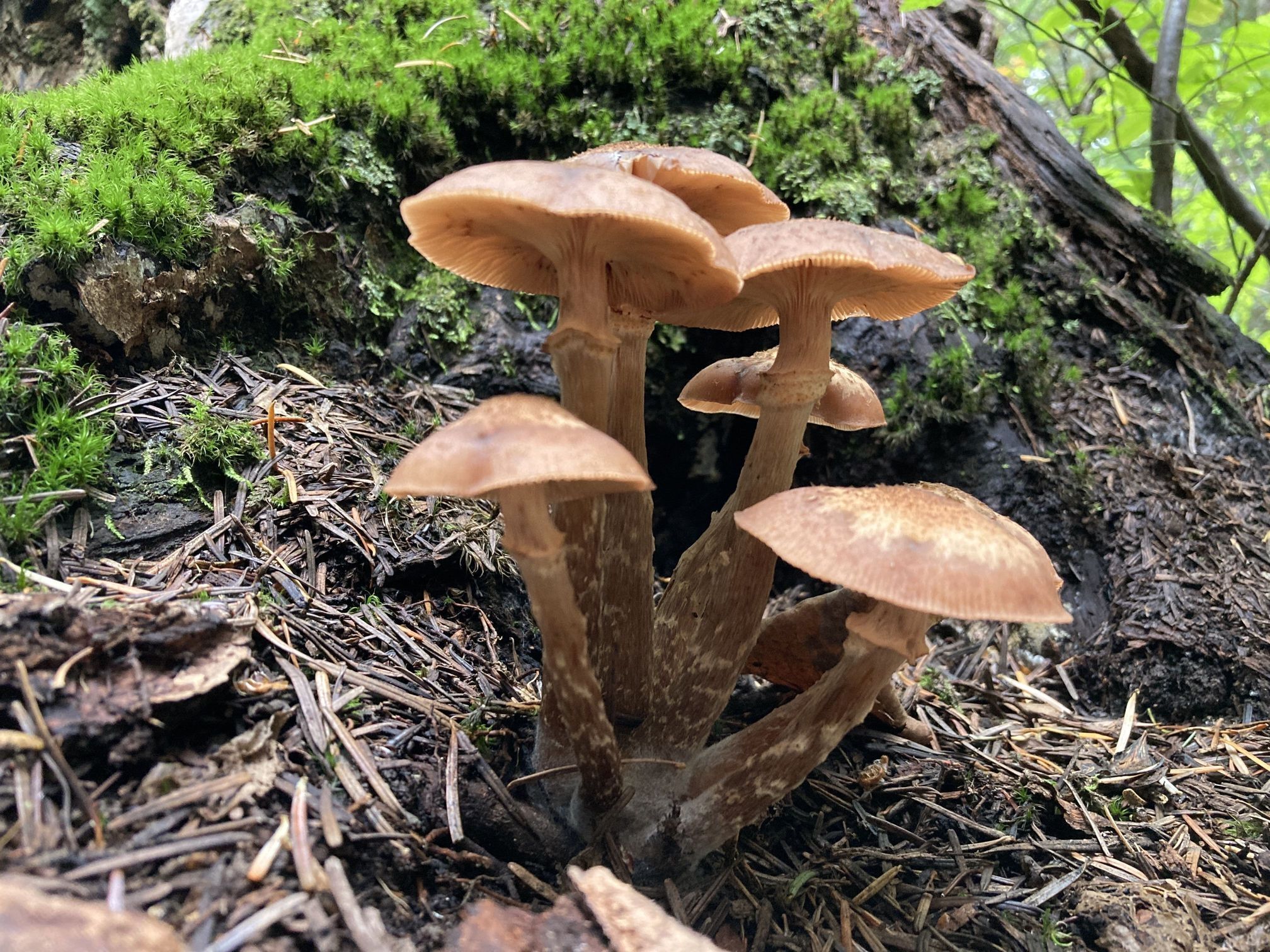 The image shows honey mushrooms; a cluster of brown mushrooms growing out of the mossy forest floor. 