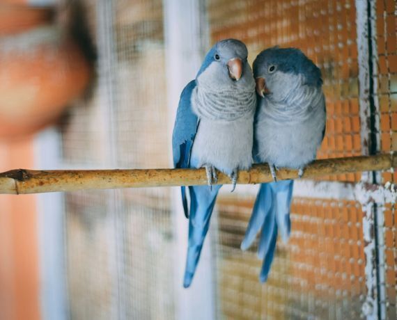 Two budgie parakeets, blue with white birds