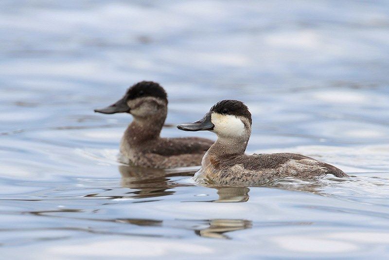 Ruddy Ducks