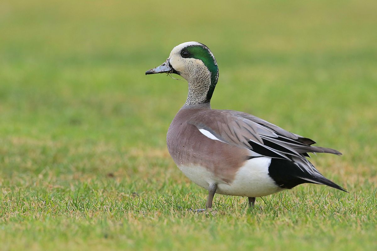 American Wigeon (male)