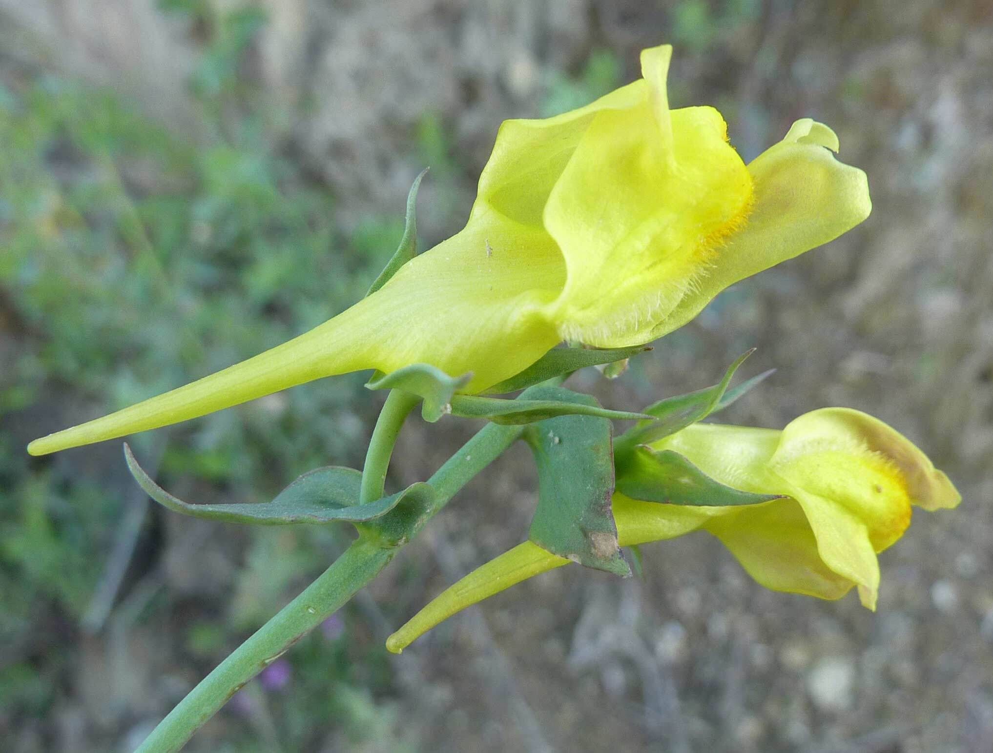 Dalmatian Toadflax