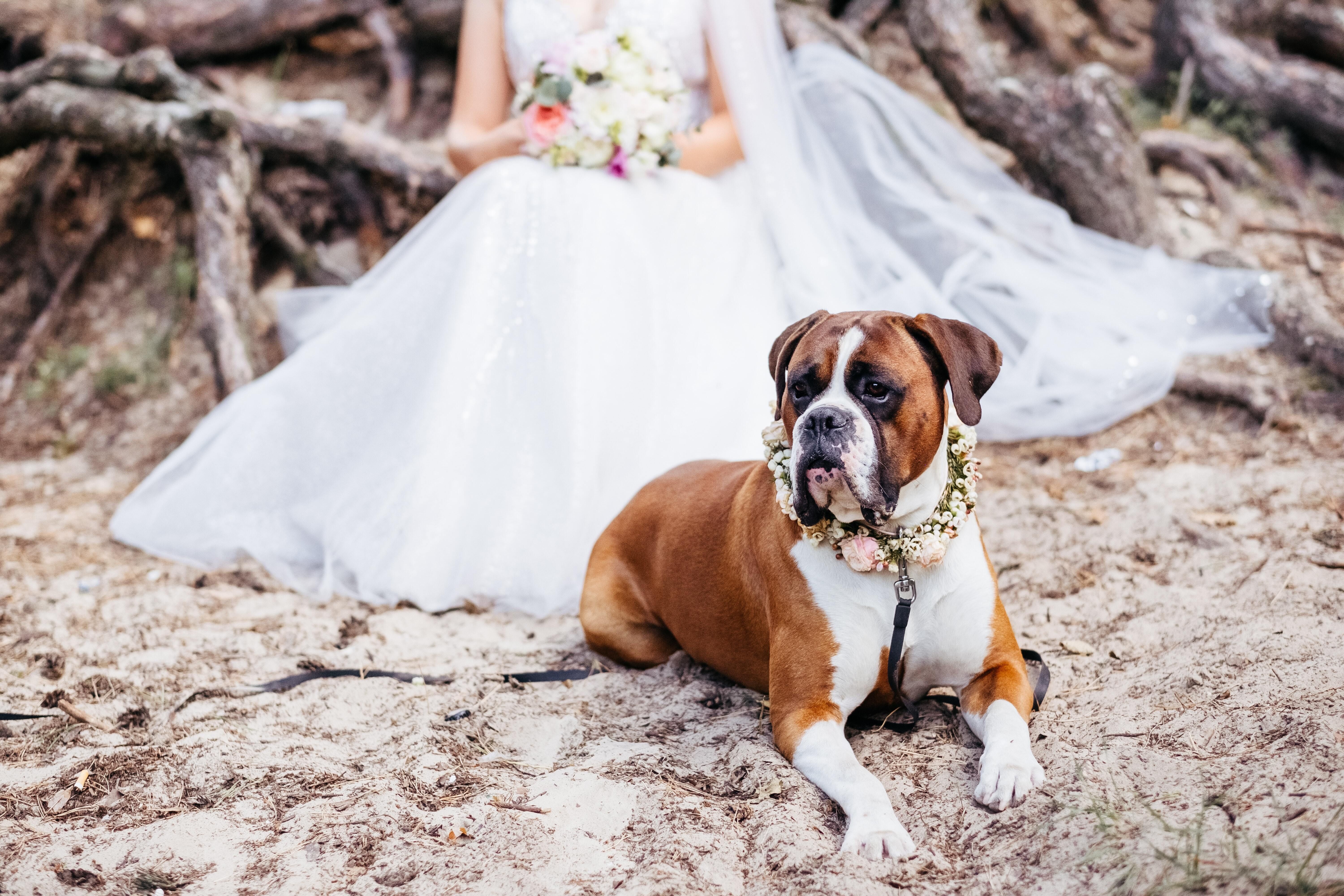 Dogs In Weddings