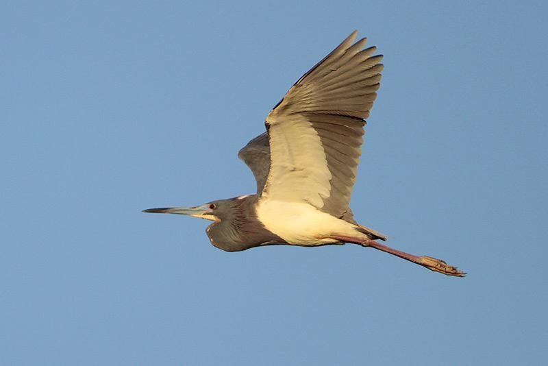 Tricolored Heron