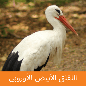 European White Stork