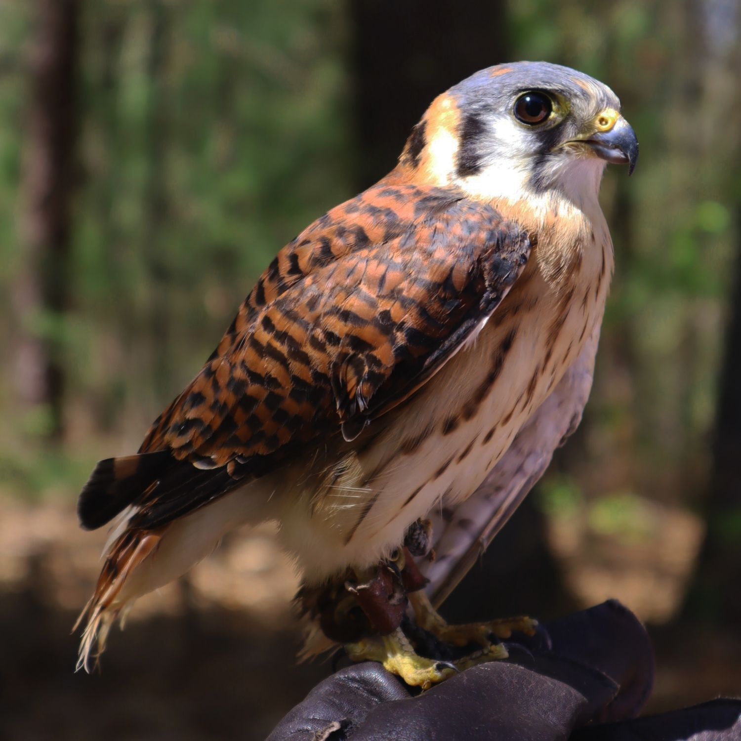 Audubon's new American Kestrel