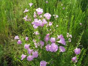 Prairie Gerardia