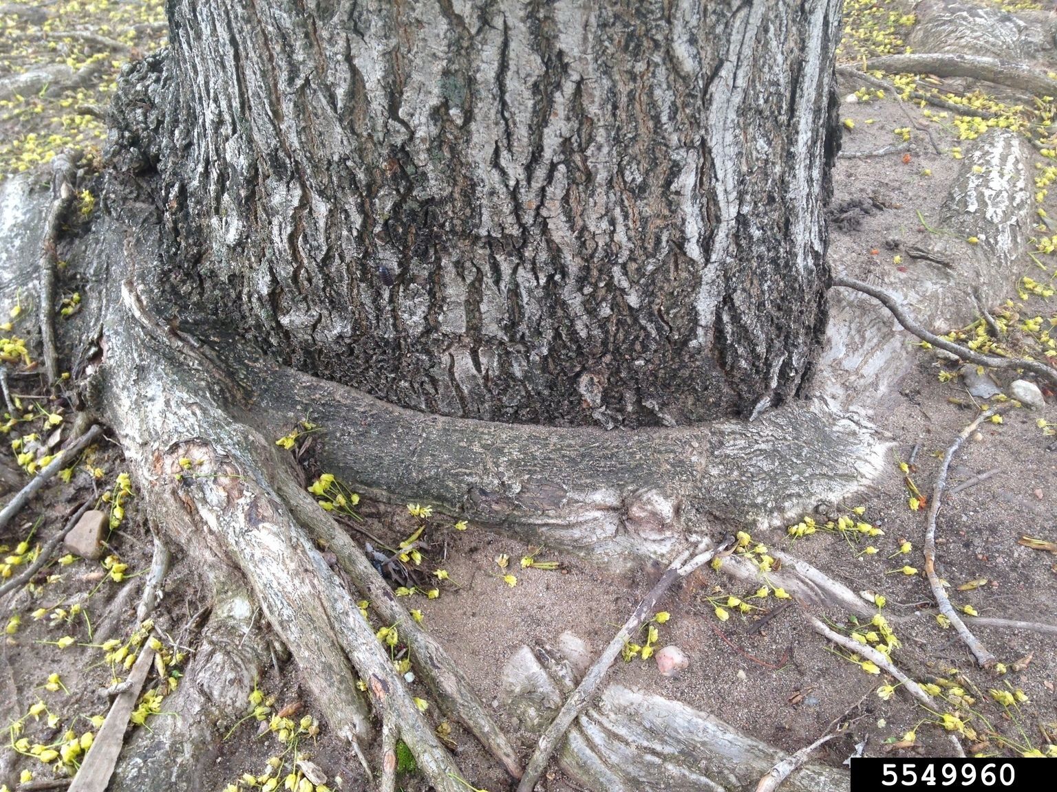 Roots encircling the bottom of a tree trunk. 