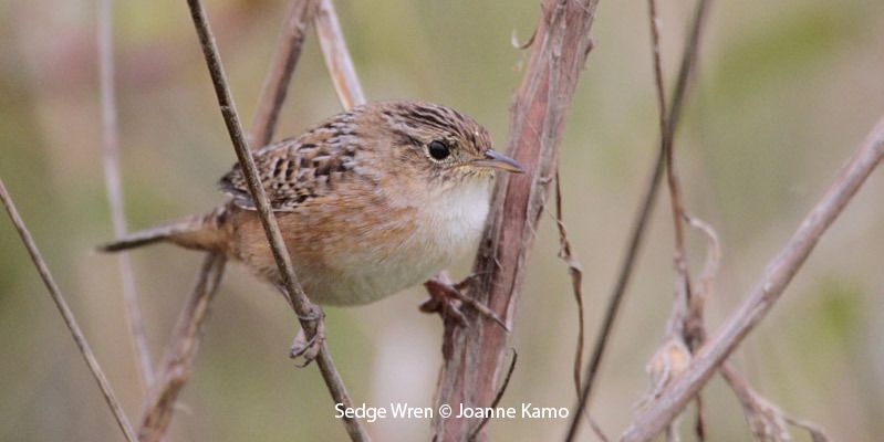 Sedge Wren