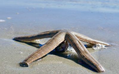 Keystone Species: The Remarkable Benefits