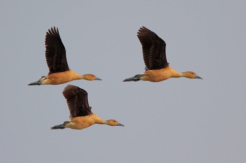 Fulvous Whistling-Duck