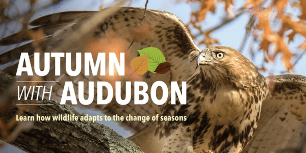 Autumn with Audubon