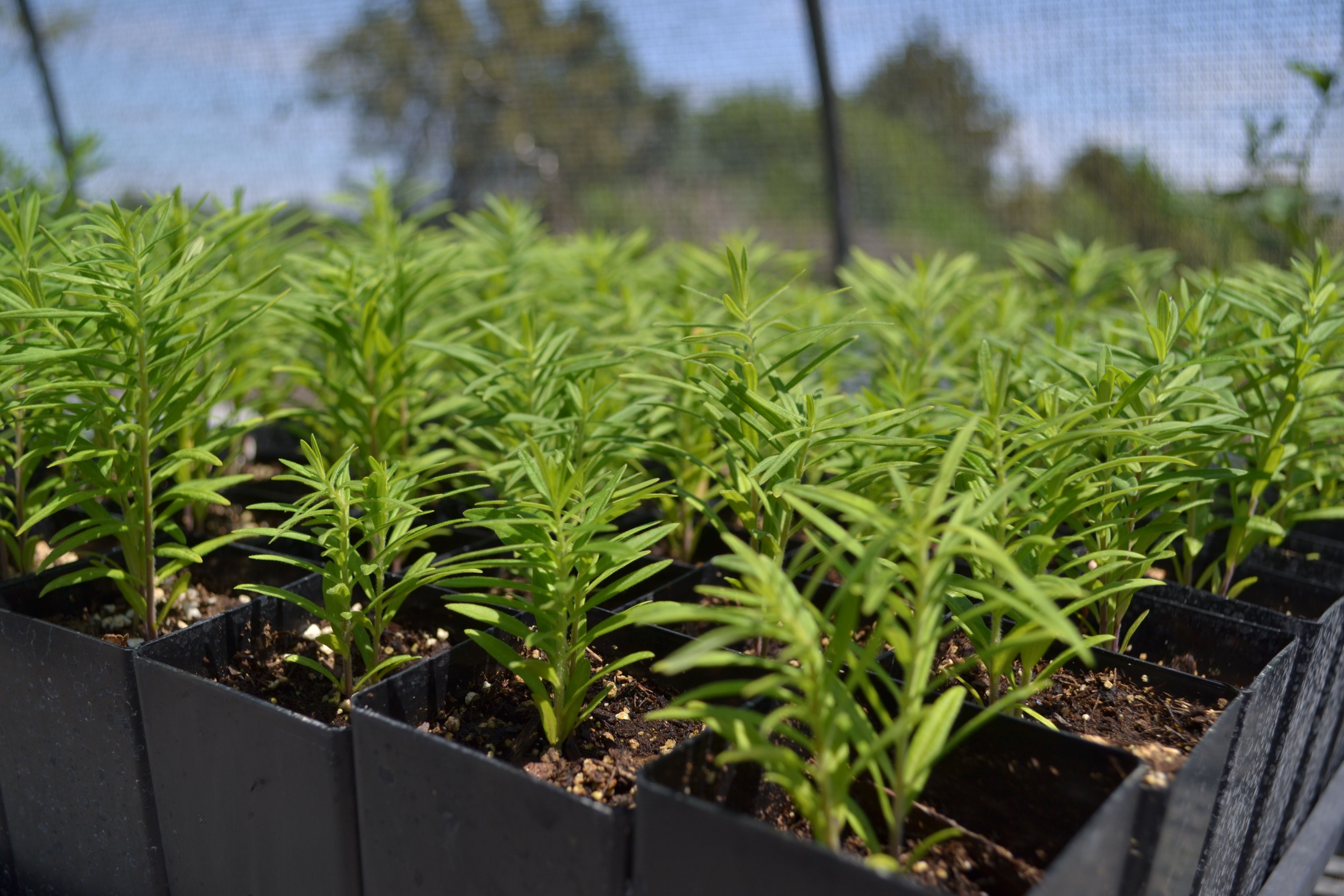 Images shows a flat of small milkweed starter plants in a greenhouse. 