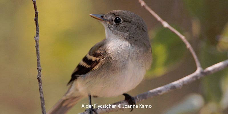 Alder Flycatcher