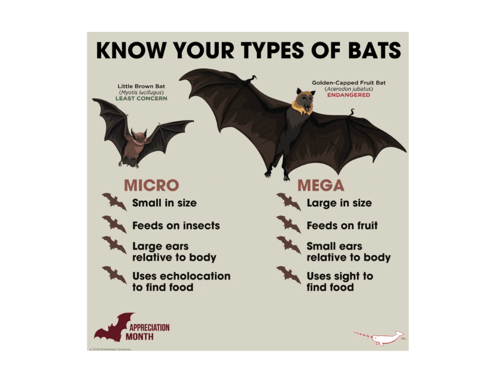 Chart comparing Micro and Mega bat types with examples