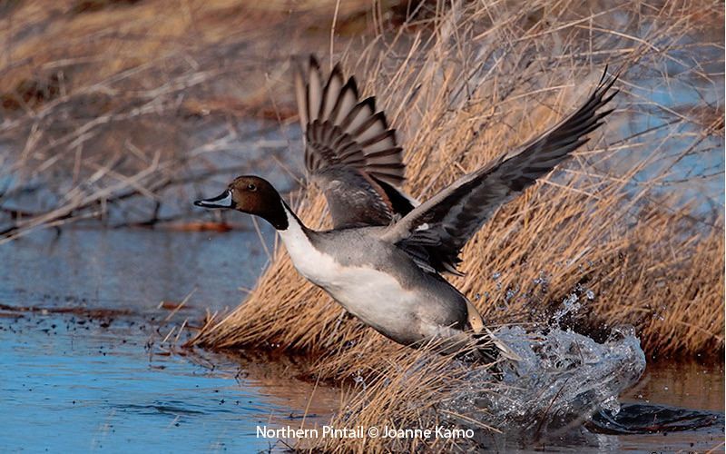 Northern Pintail