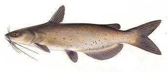 Channel Catfish