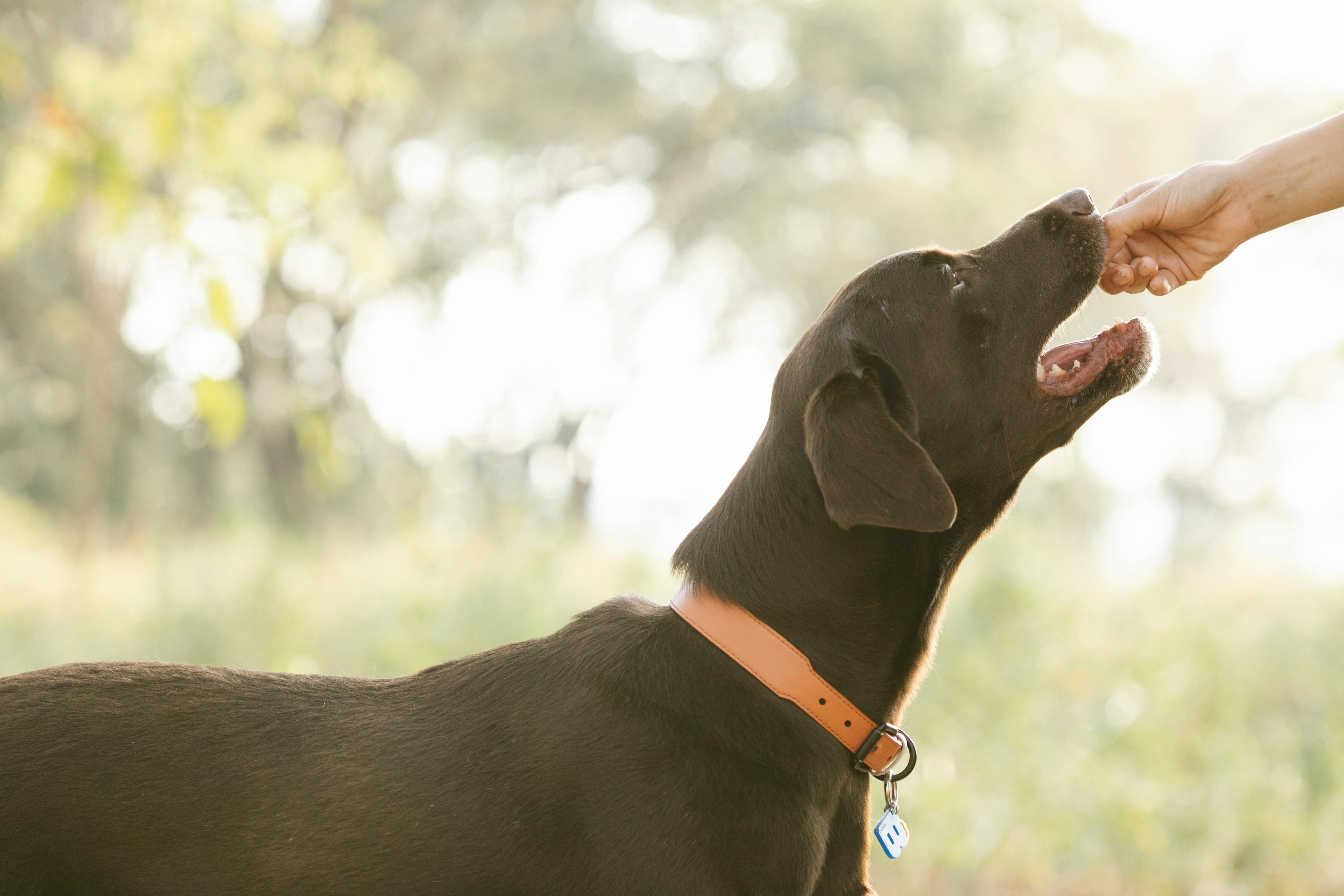 Canine Nutrition: Tips for a Healthy and Happy Service Dog