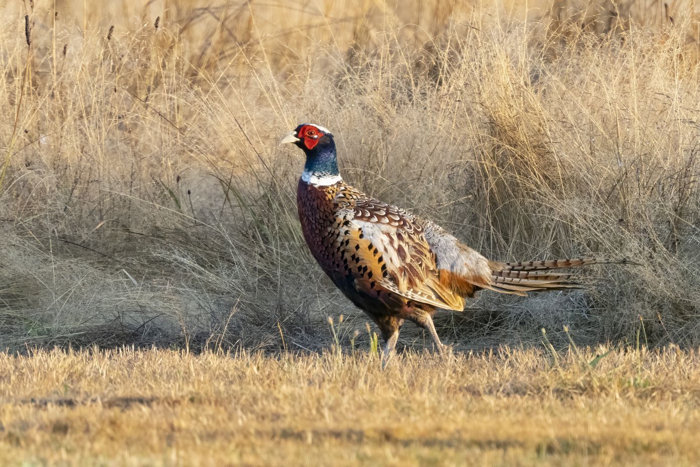 Photo of a ring-necked pheasant by Mick Thompson.