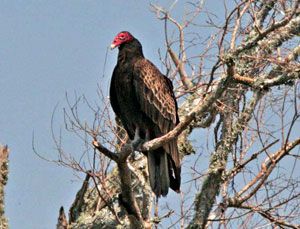 Beak of the Week: Turkey Vulture