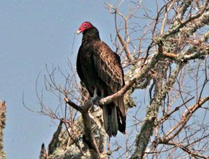 Turkey Vulture