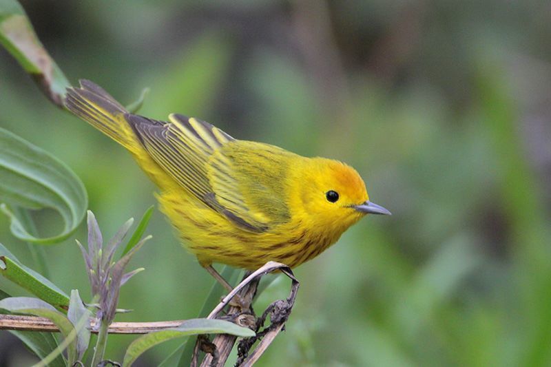 Yellow Warbler