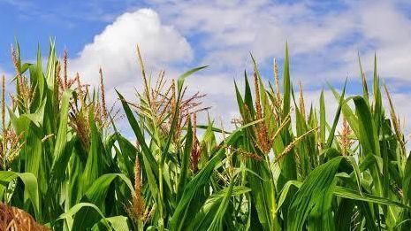 Corn stalks