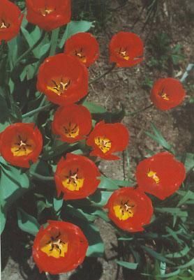 Daily Prayer April 8