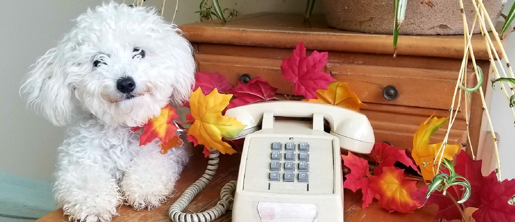 International Hearing Dog, Inc. Home