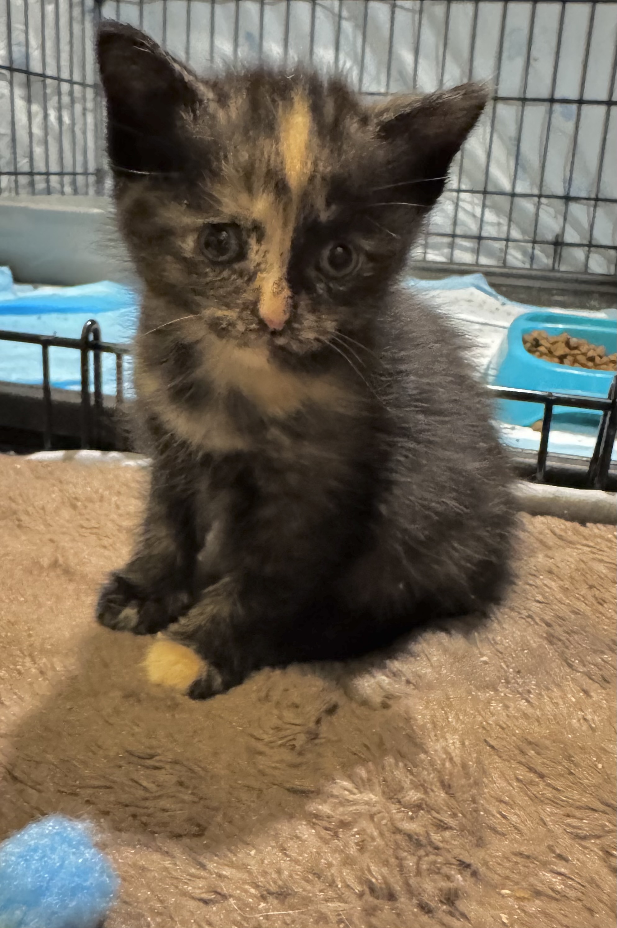 Vaporeon - ADOPTION PENDING