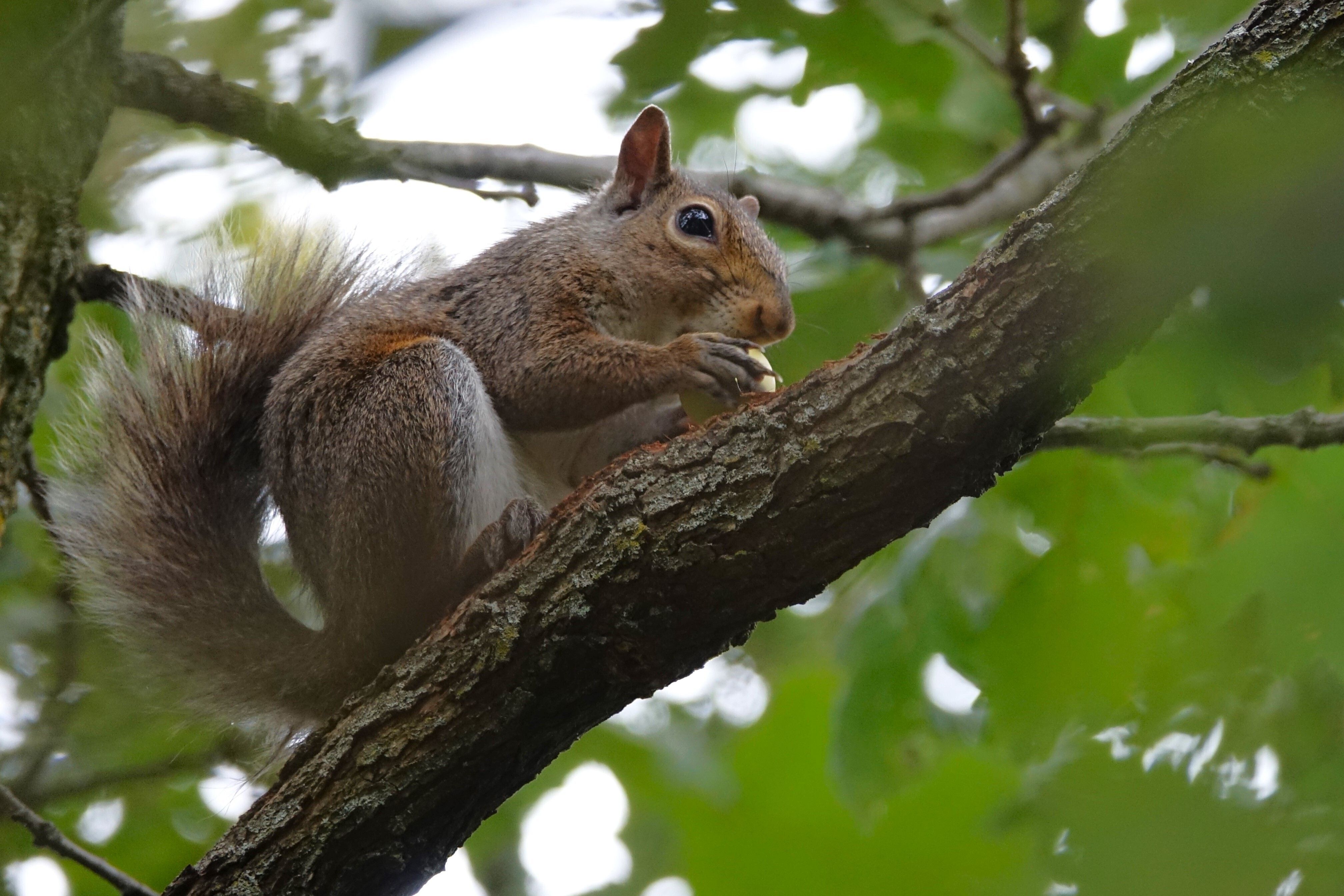 An eastern gray squirrel enjoys a bur oak acorn.