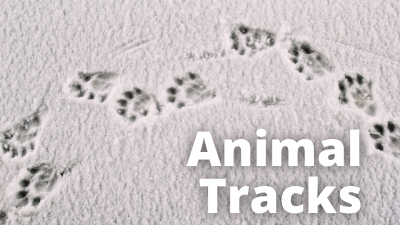 Audubon at Home Animal Tracks