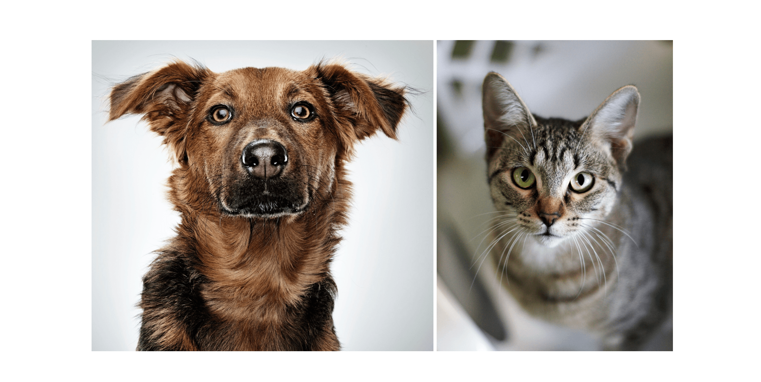 Give a Day of Shelter for Homeless Pets