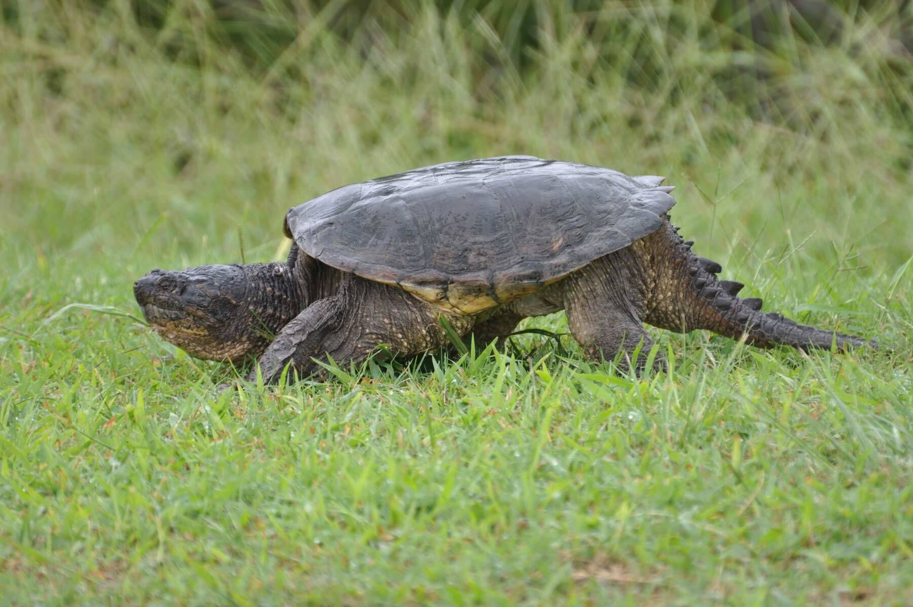 Snapping turtle