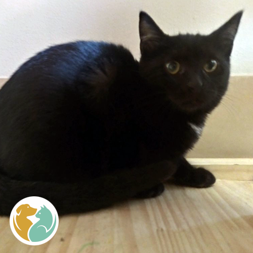 Black Kitten For Adoption Near Me The Y Guide
