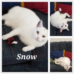 Snow