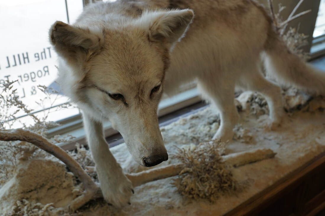 Taxidermy wolf at Lattimore Collection, General Tommy Franks Museum