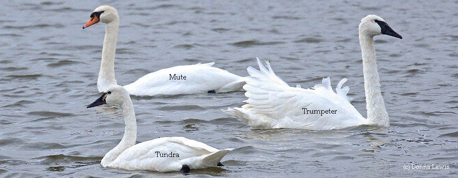 What kind of swan did you see?  Trumpeter? Tundra? Mute? Find out more