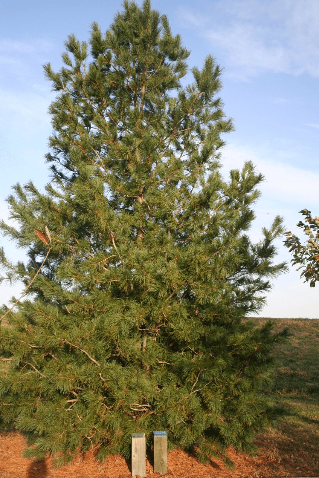 Korean pine, Pinus koraiensis