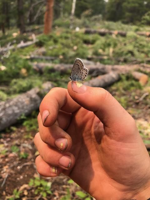 A butterfly rests on the thumbnail of a white person's hand.