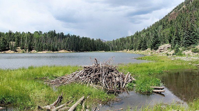 Lake created by a beaver dam
