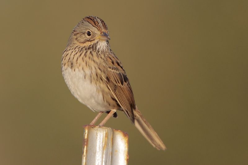 Beak of the Week: Lincoln's Sparrow