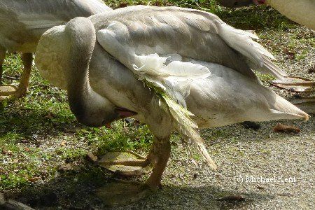 Should I feed wild trumpeter swans?
