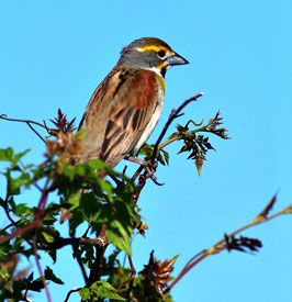 Dickcissel