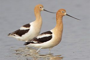 Beak of the Week: American Avocet