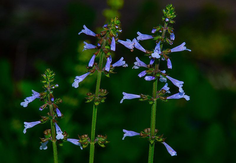 Lyreleaf Sage