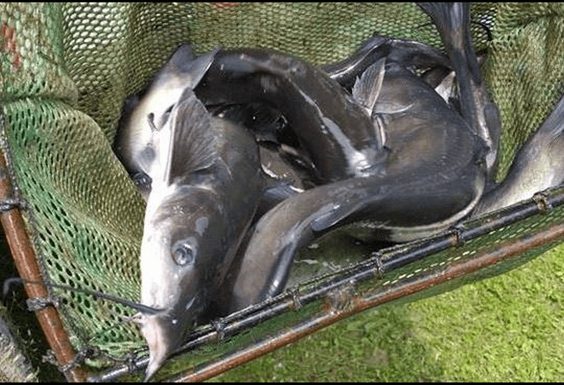 A close-up view of several live catfish lying together inside a green fishing net, with shiny, smooth skin and whiskers visible
