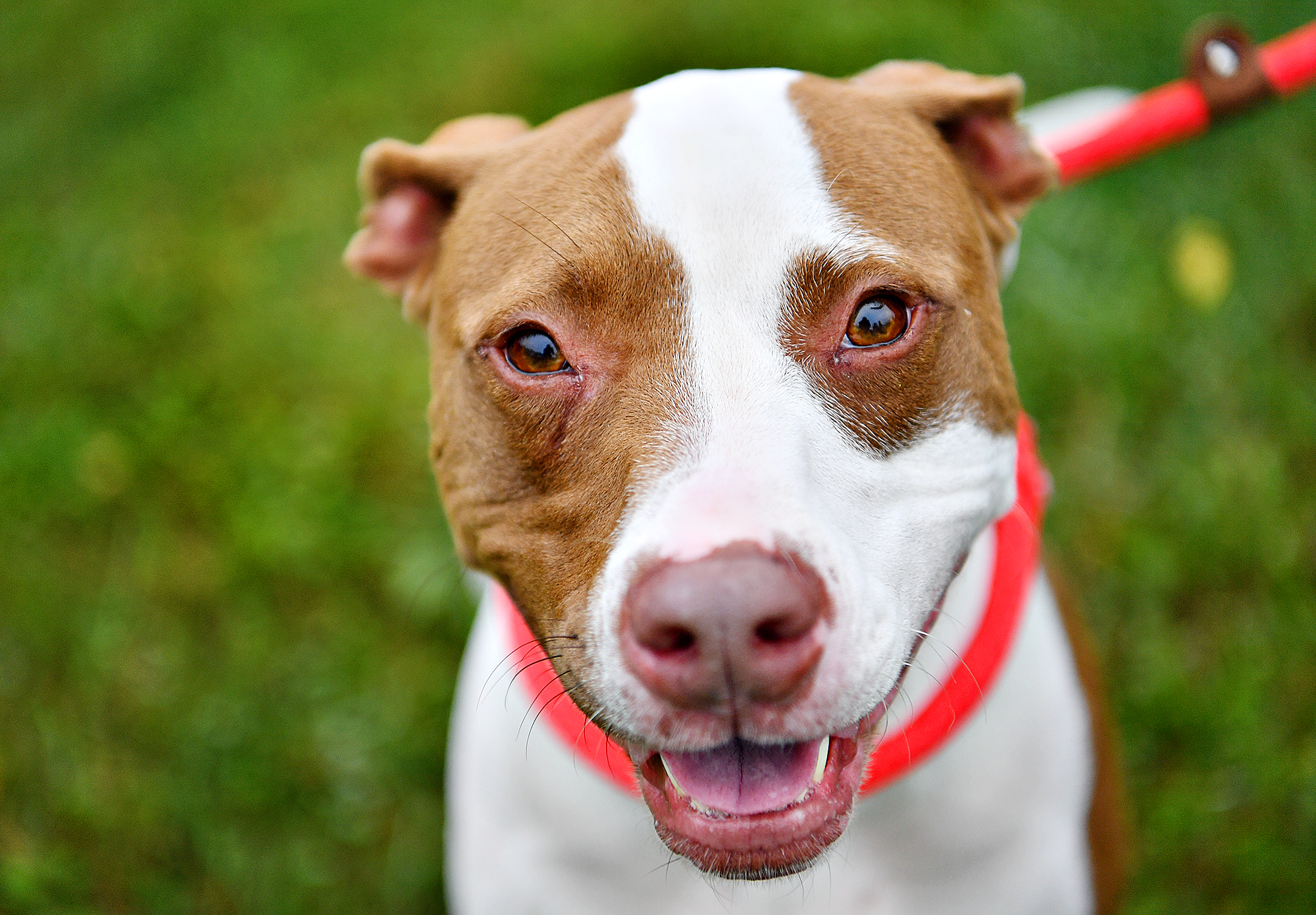 bow wow meow dog breed selector