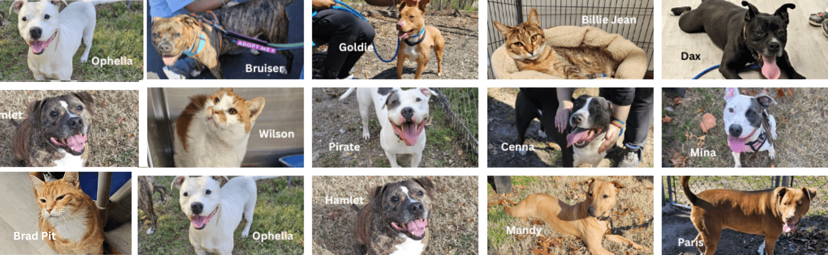 Spring Fundraiser for the Shelter