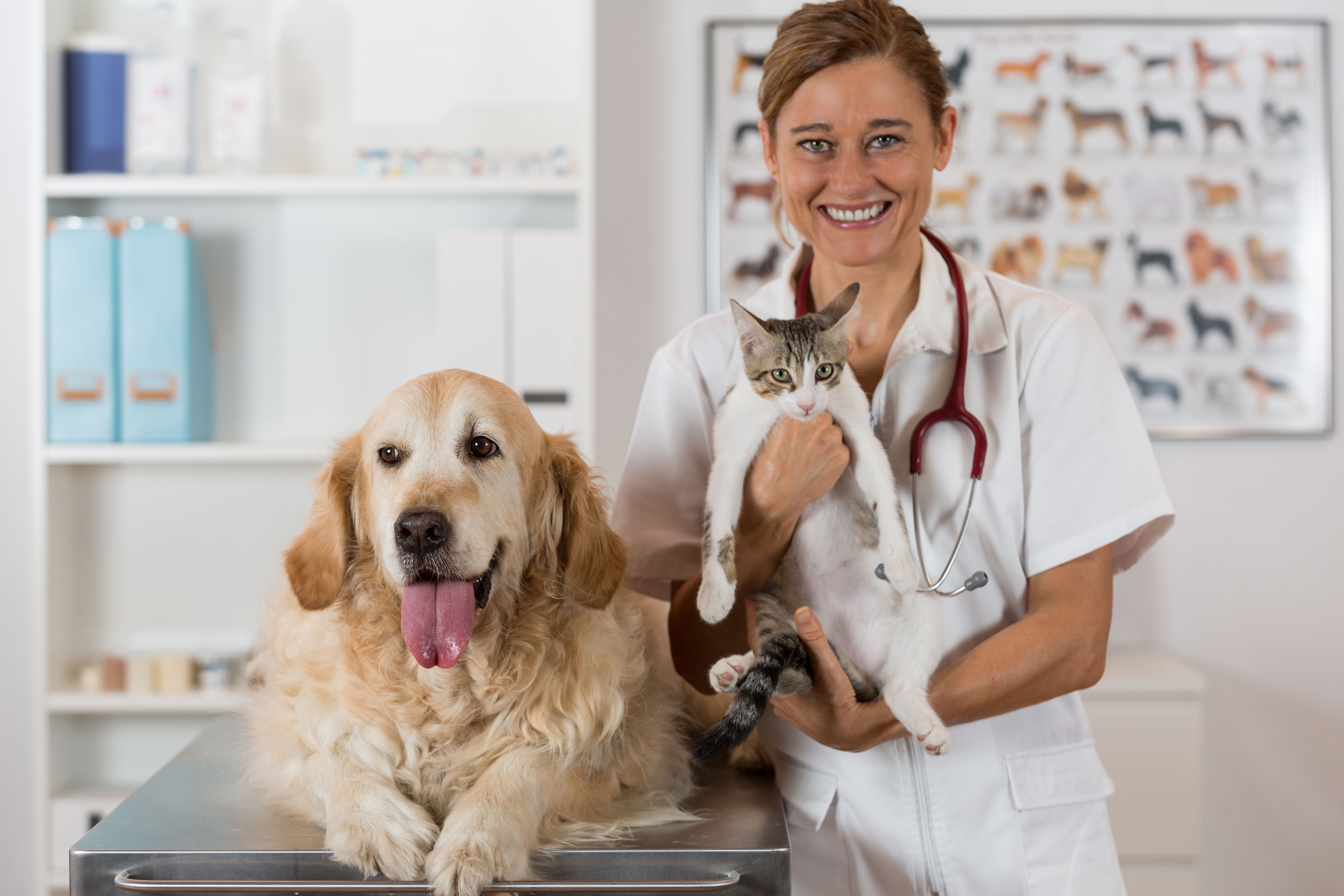 Support Pets in Need of Veterinary Care