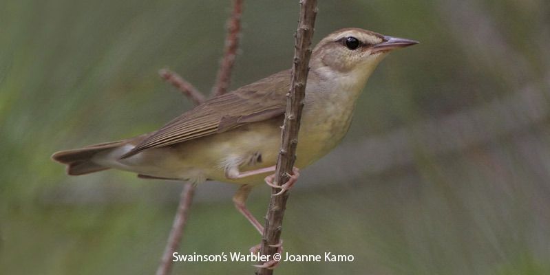 Swainson's Warbler